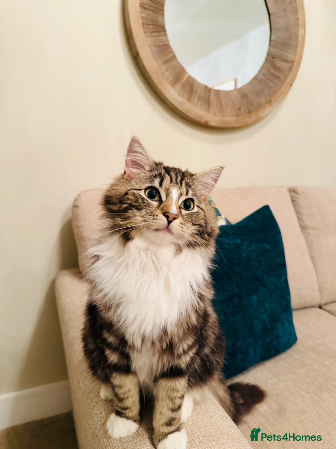 Mixed Breed cats for sale: 8 month old lovely kitten in Burton-on-Trent - Advert 2