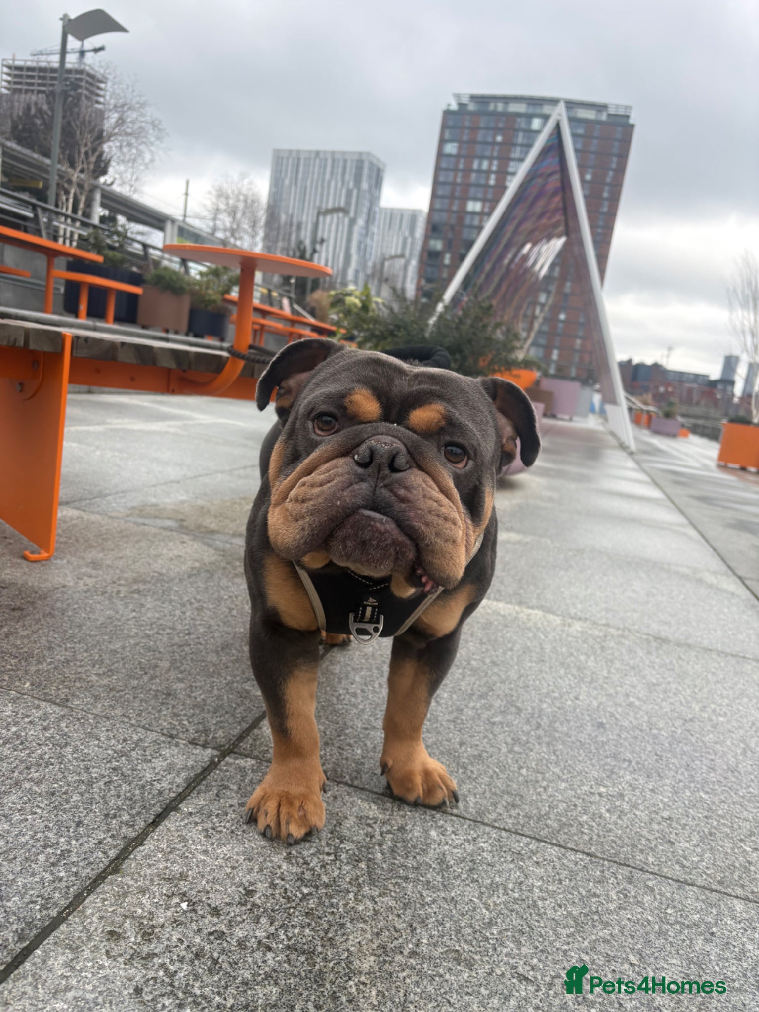 English Bulldog dogs English bulldog for rehoming  - Advert 2