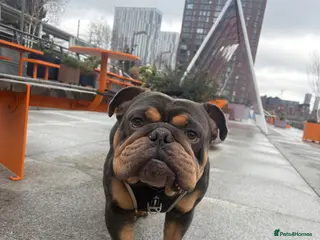 English Bulldog dogs English bulldog for rehoming - Advert 5