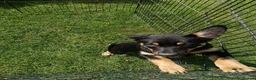 Australian Kelpie dogs for sale: Kelpie X collie puppies in Buxton - Advert 22