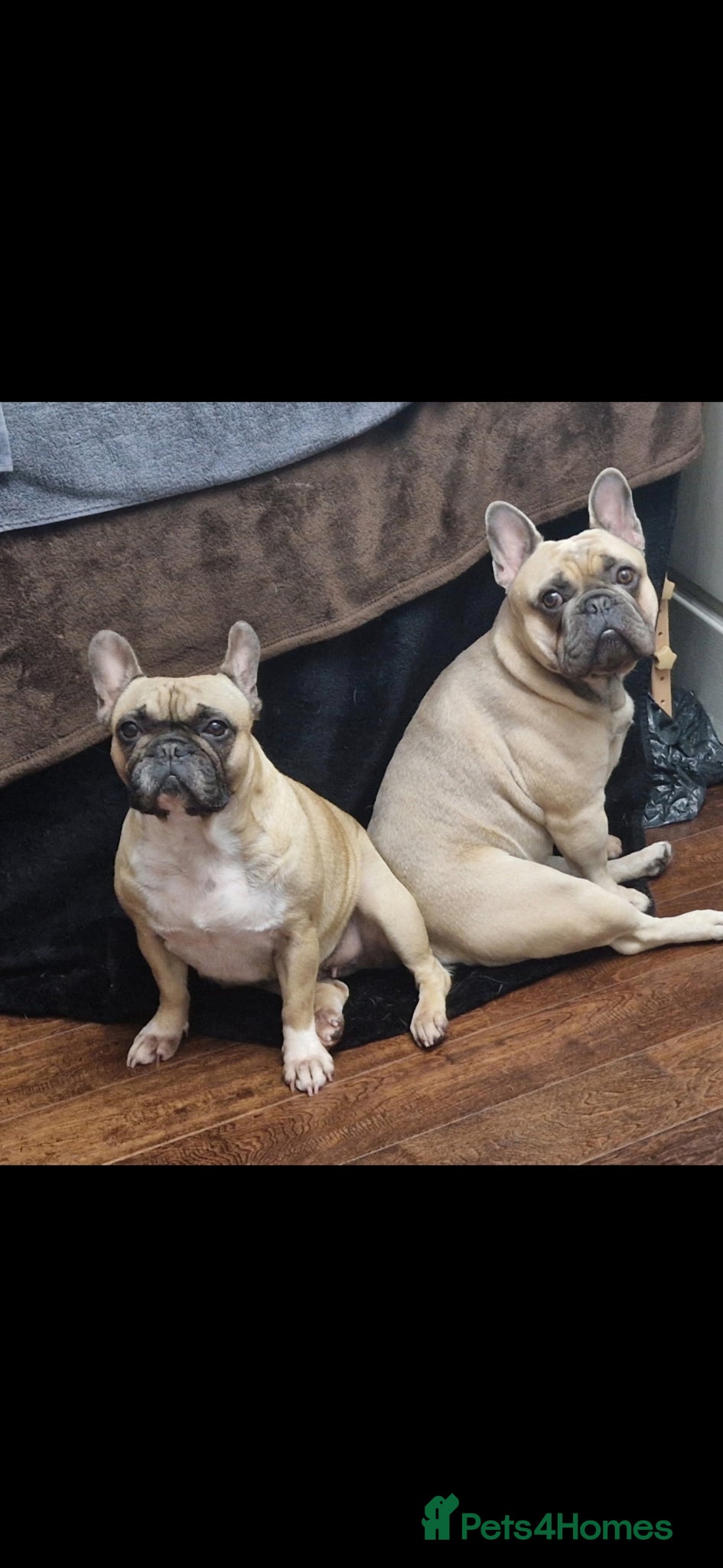 French Bulldog dogs for sale: French Bulldog in need of a new forever home... in Bexleyheath - Advert 8