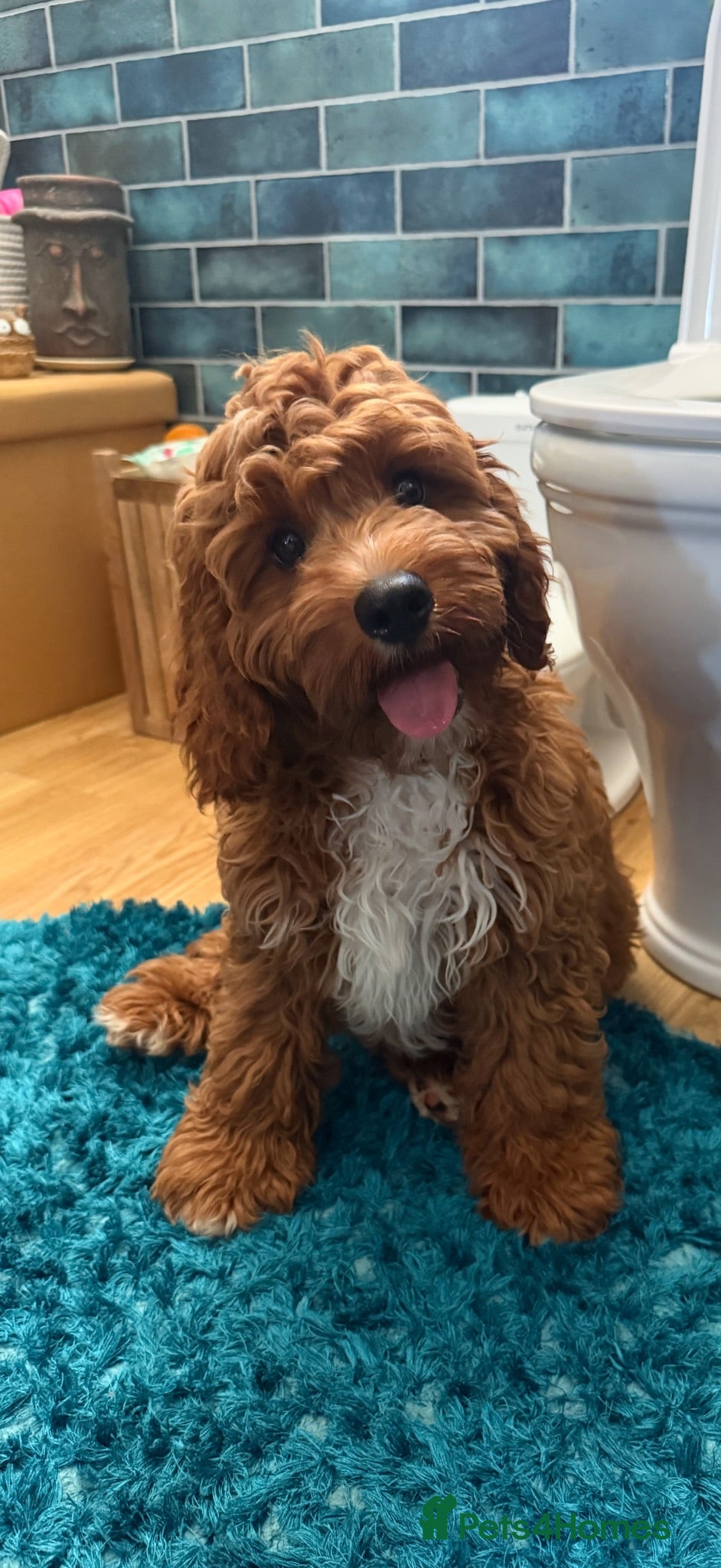 Cavapoo dogs Extensively Health Tested Red Cavapoos - Advert 1