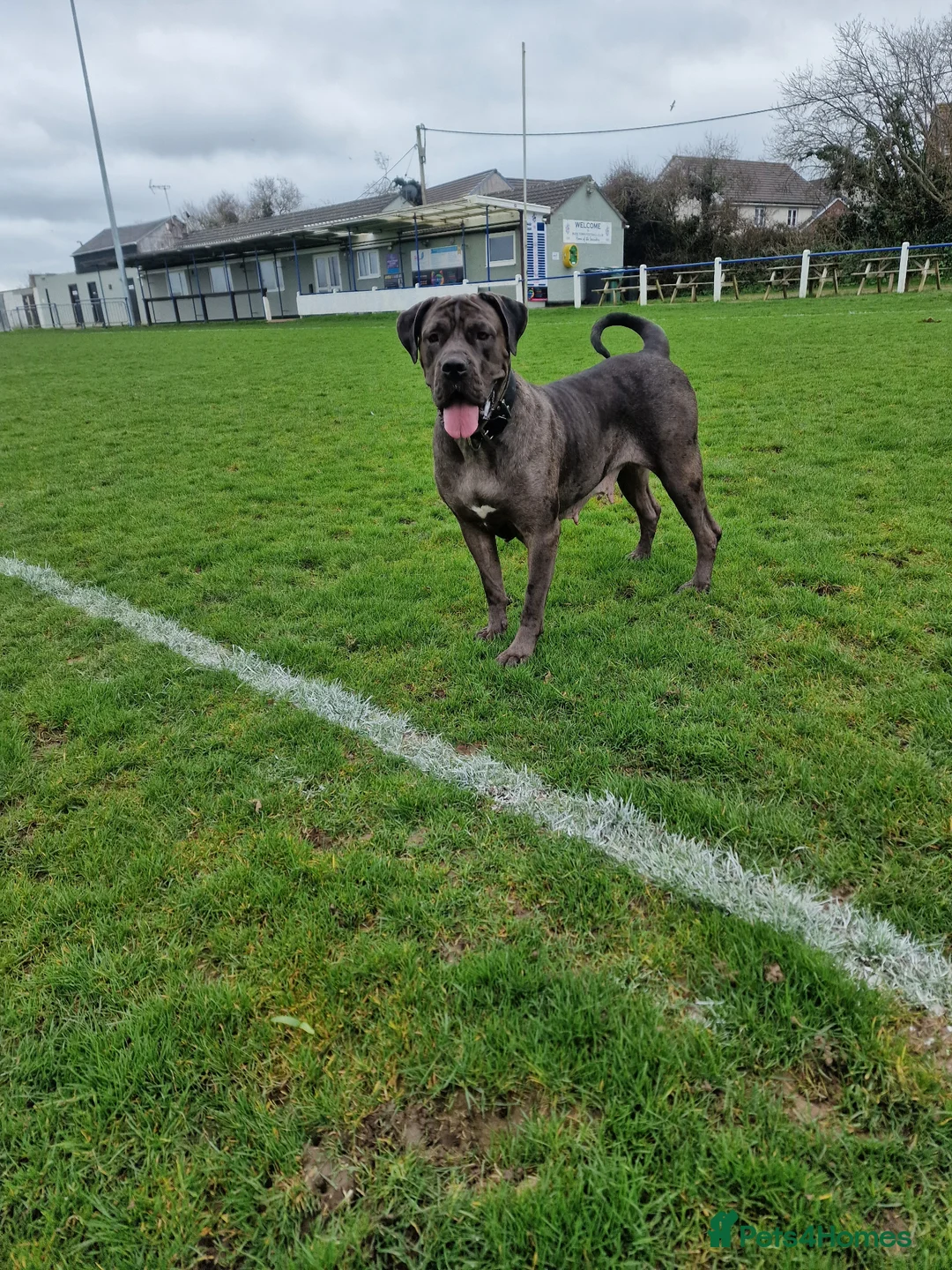 Mixed Breed dogs for sale: Blue 2 year old Presa X - Advert 3