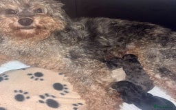 Cockapoo dogs for sale: Health tested Asian toy Cockapoo puppies  - Image 16