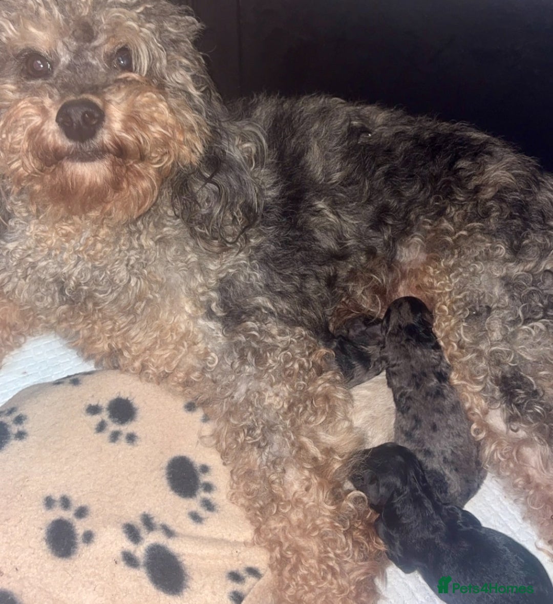 Cockapoo dogs for sale: Health tested Asian toy Cockapoo puppies  - Image 16