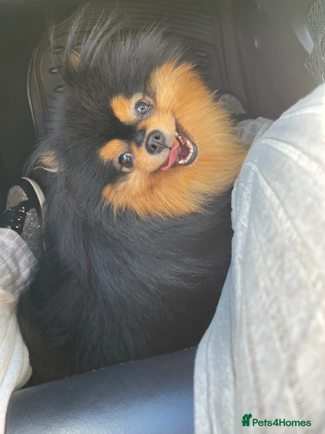 Pomeranian dogs for stud: STUNNING FENDI OPEN AT STUD 🏆CHAMPION SIRED🏆 in Grays - Advert 32