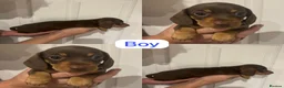 Miniature Dachshund dogs for sale: Mini dachshund pups in Larkhall - Advert 3