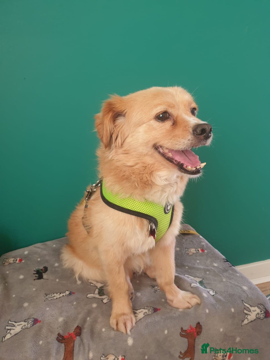 Mixed Breed dogs for adoption: 🐾 Roxy 💕 - Image 4