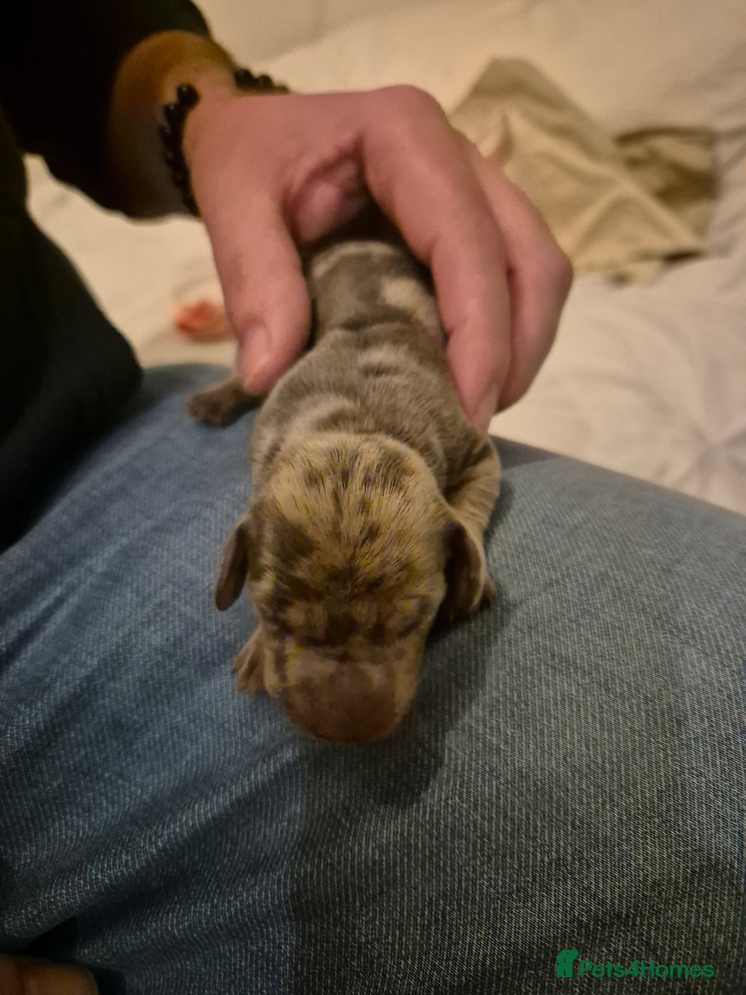 Miniature Dachshund dogs for sale: 🐶 Stunning Miniature Dachshunds ❤️ - Advert 7