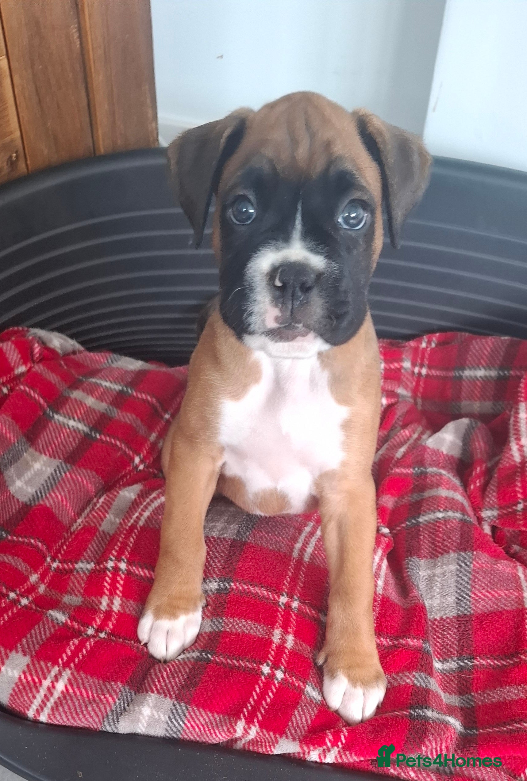 Boxer dogs KC Registered Boxer Puppies x2 MALES REMAINING - Advert 2