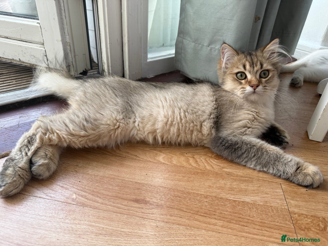 British Longhair cats for sale: British Longhair Kitten for sale  - Image 3