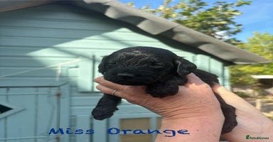 Cockapoo dogs - Advert 5