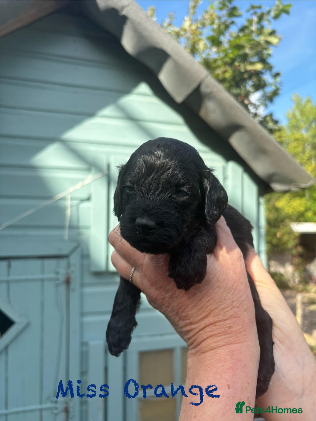 Cockapoo dogs for sale: Gorgeous cockapoo puppies!  - Image 8