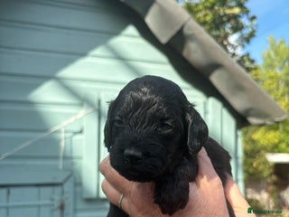 Cockapoo dogs - Advert 32