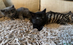 Mixed Breed cats for sale: 3 gorgeous kittens available  - Image 7