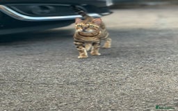 Bengal cats for sale: She very beautiful  - Image 8