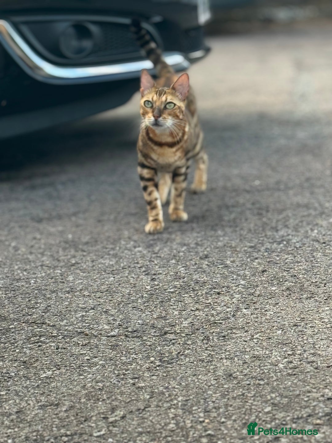 Bengal cats for sale: She very beautiful  - Image 8