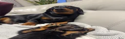 Miniature Dachshund dogs for sale: ONE LEFT KC REG LONG Hair Miniature Dachshund Pups - Advert 10