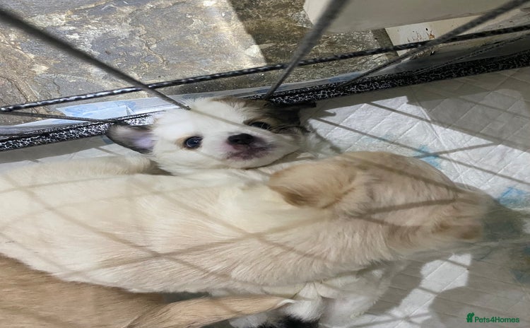 Mixed Breed dogs - Advert 1