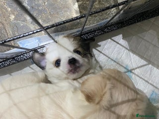 Mixed Breed dogs - Advert 24