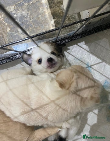 Mixed Breed dogs - Advert 1