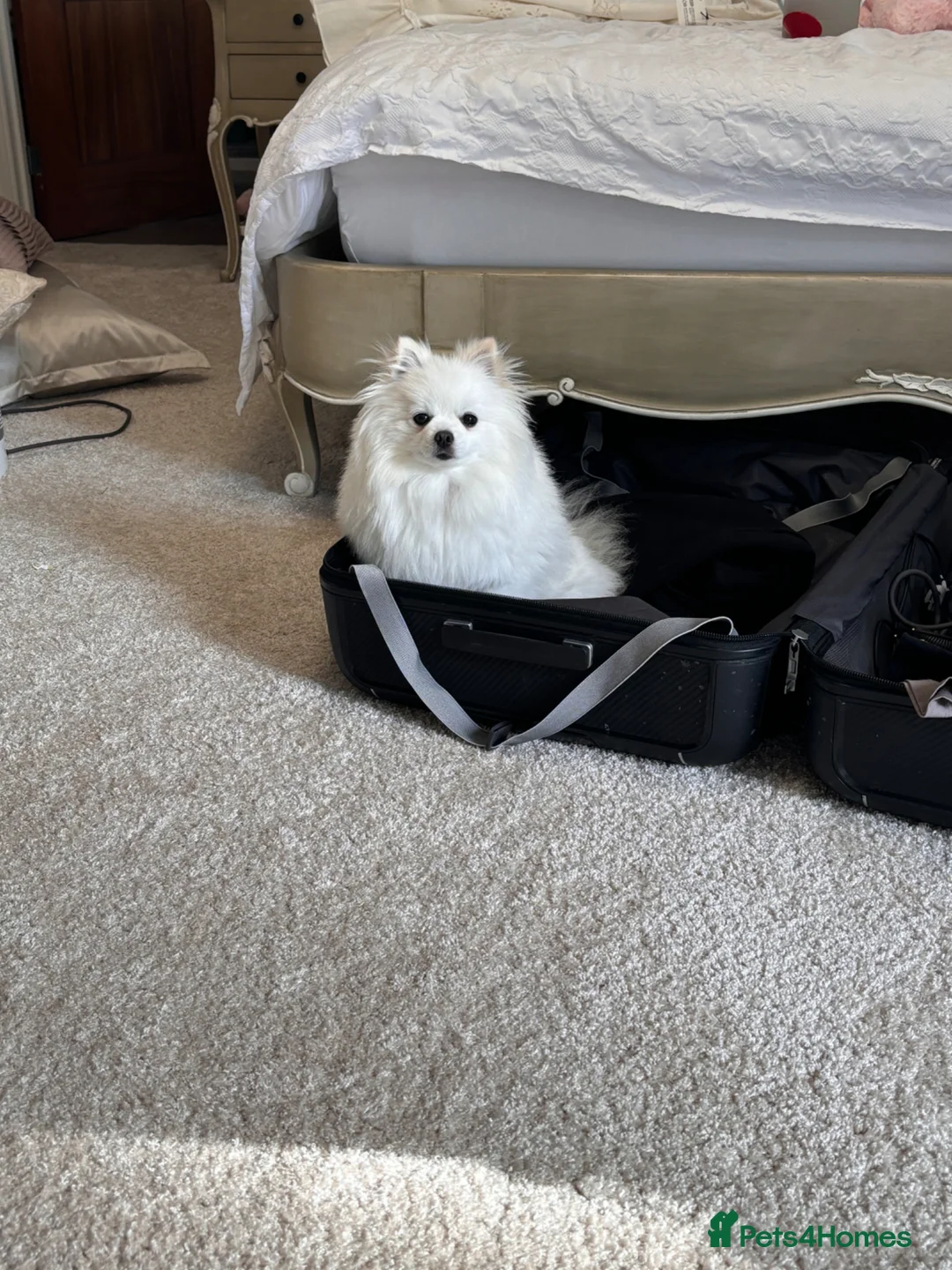 Pomeranian dogs for sale: Lovable Male Pomeranian  - Advert 10