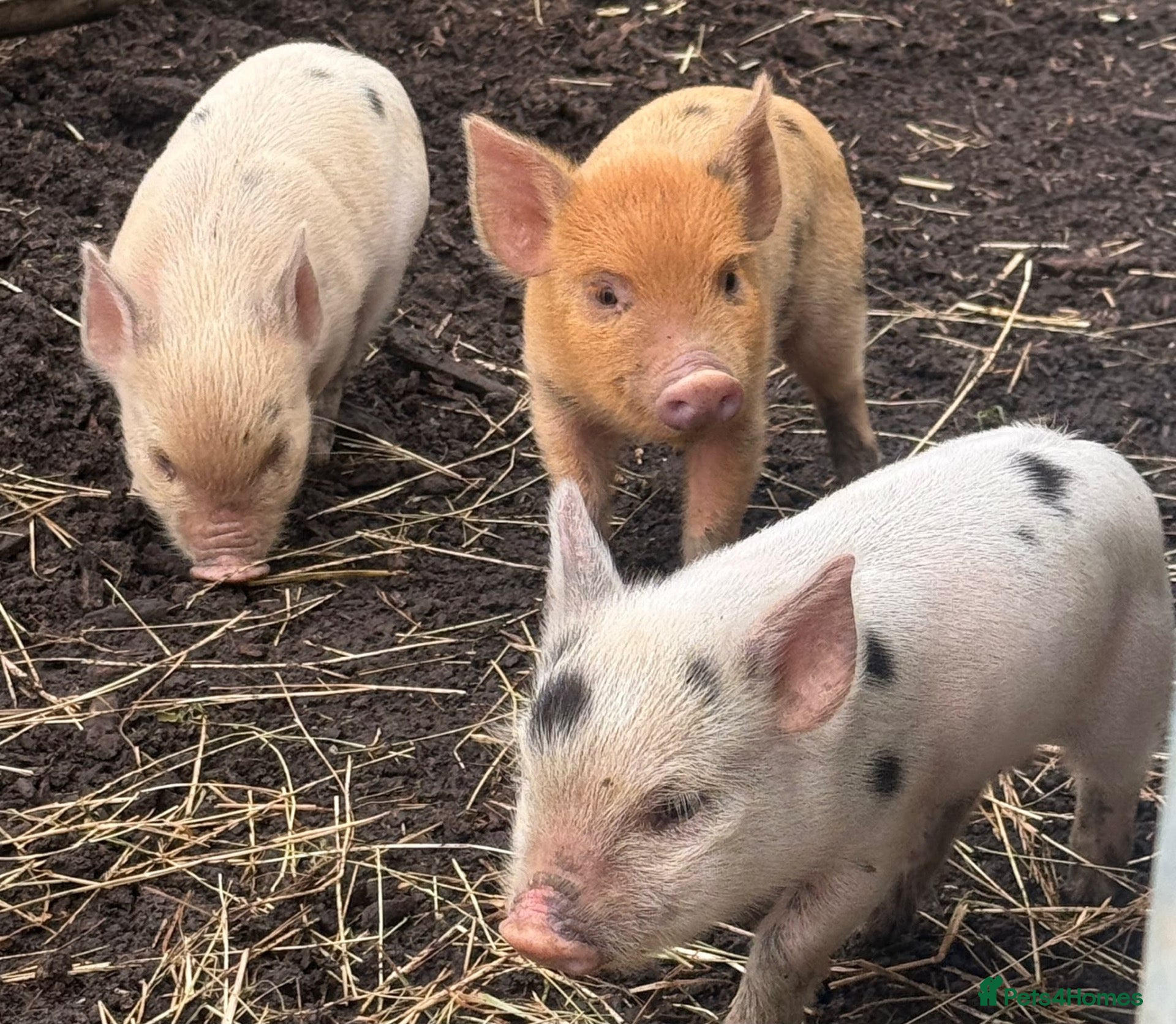 Pig livestock 🐷💛ADORABLE MINI PIGLETS💛🐷 - Advert 1