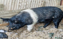 Pig livestock for sale: Big Saddleback Boar  - Image 2