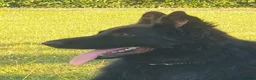 German Shepherd dogs for stud: A’Kayser Candyhaus in Cheadle - Advert 3