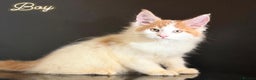 Maine Coon cats for sale: Purebred maine coon kittens - Advert 6