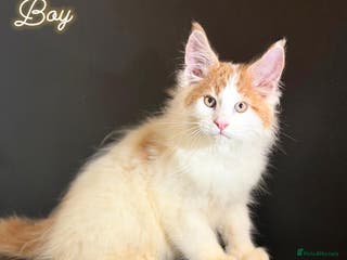 Maine Coon cats Purebred maine coon kittens - Advert 7