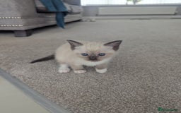 Ragdoll cats for sale: Beautiful Ragdolls  - Image 3