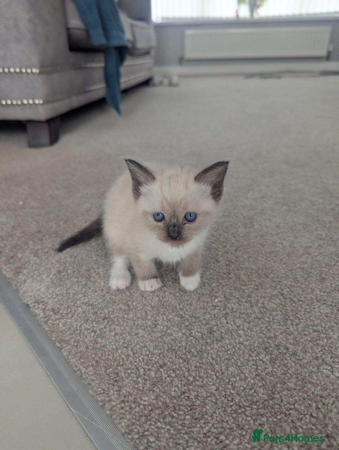 Ragdoll cats for sale: Beautiful Ragdolls  - Image 3