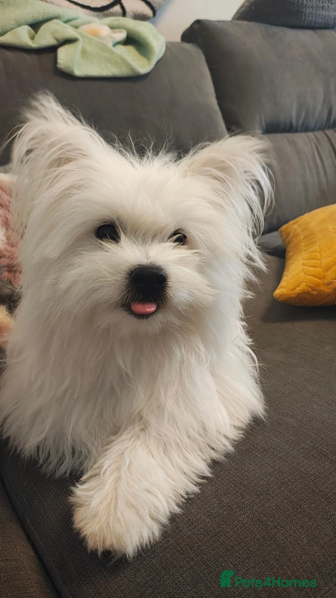 Mixed Breed dogs for sale: Pomeranian cross  - Advert 2