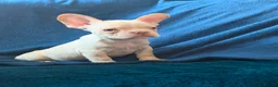 French Bulldog dogs for sale: Gorgeous French Bulldog Puppies♡ - Advert 13