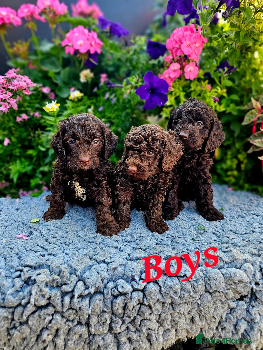 Cockapoo dogs for sale: Top quality F1 health tested cockapoos  - Image 18
