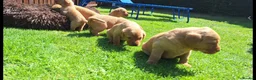 Labrador Retriever dogs for sale: Fox red labrador puppies  - Advert 14