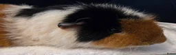Guinea Pig rodents for sale: 2 year old male guinea pig pair in Knaresborough - Advert 6