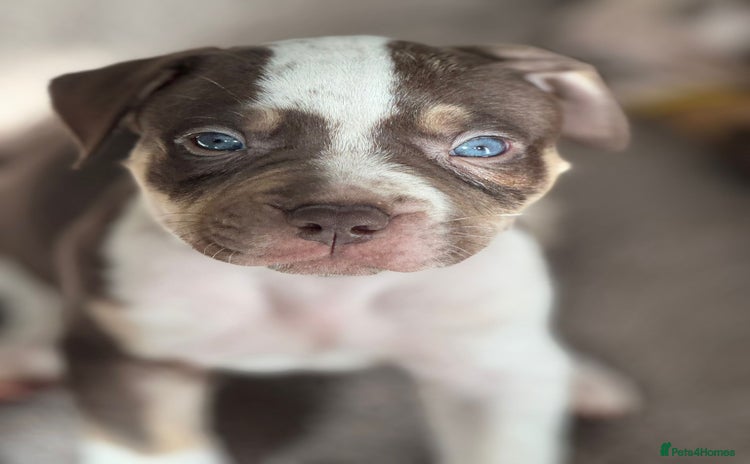 American Bulldog dogs - Advert 3