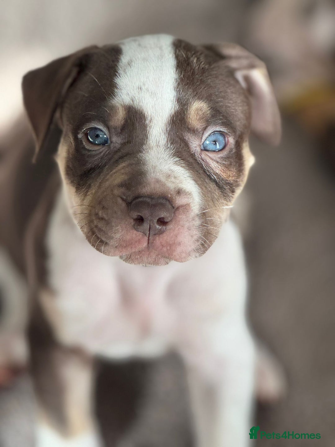 American Bulldog dogs for sale: 11 beautiful American bulldogs puppies. - Image 1