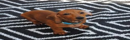 Dachshund dogs for sale: Standard dachshund  - Advert 3