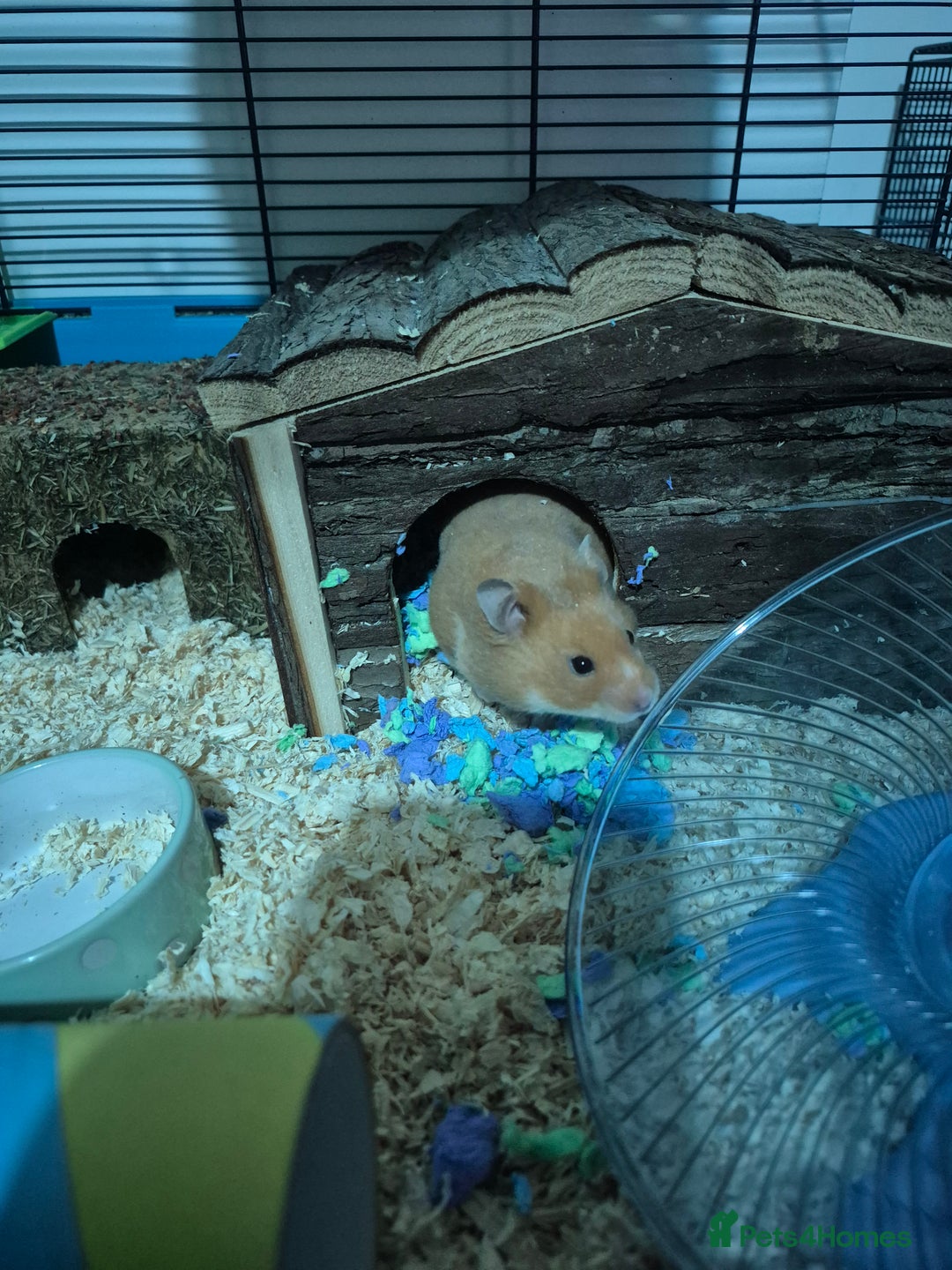 Hamster rodents for sale: Syrian hamster with full set up - Image 1