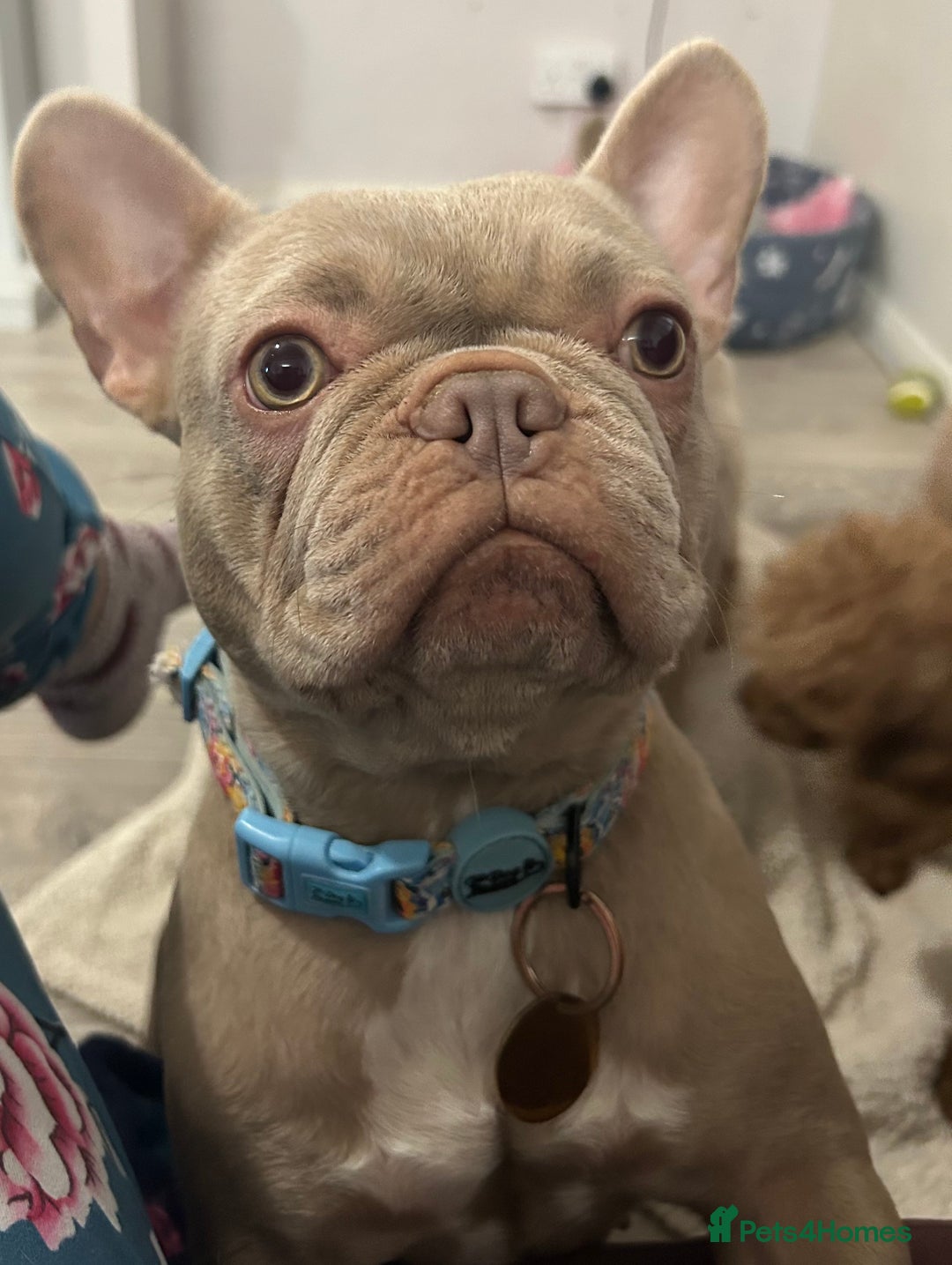 French Bulldog dogs for sale: Kc reg , PRADA tiny new shade Isabella frenchie  - Advert 11