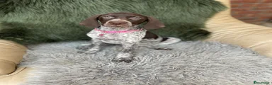 German Shorthaired Pointer 2