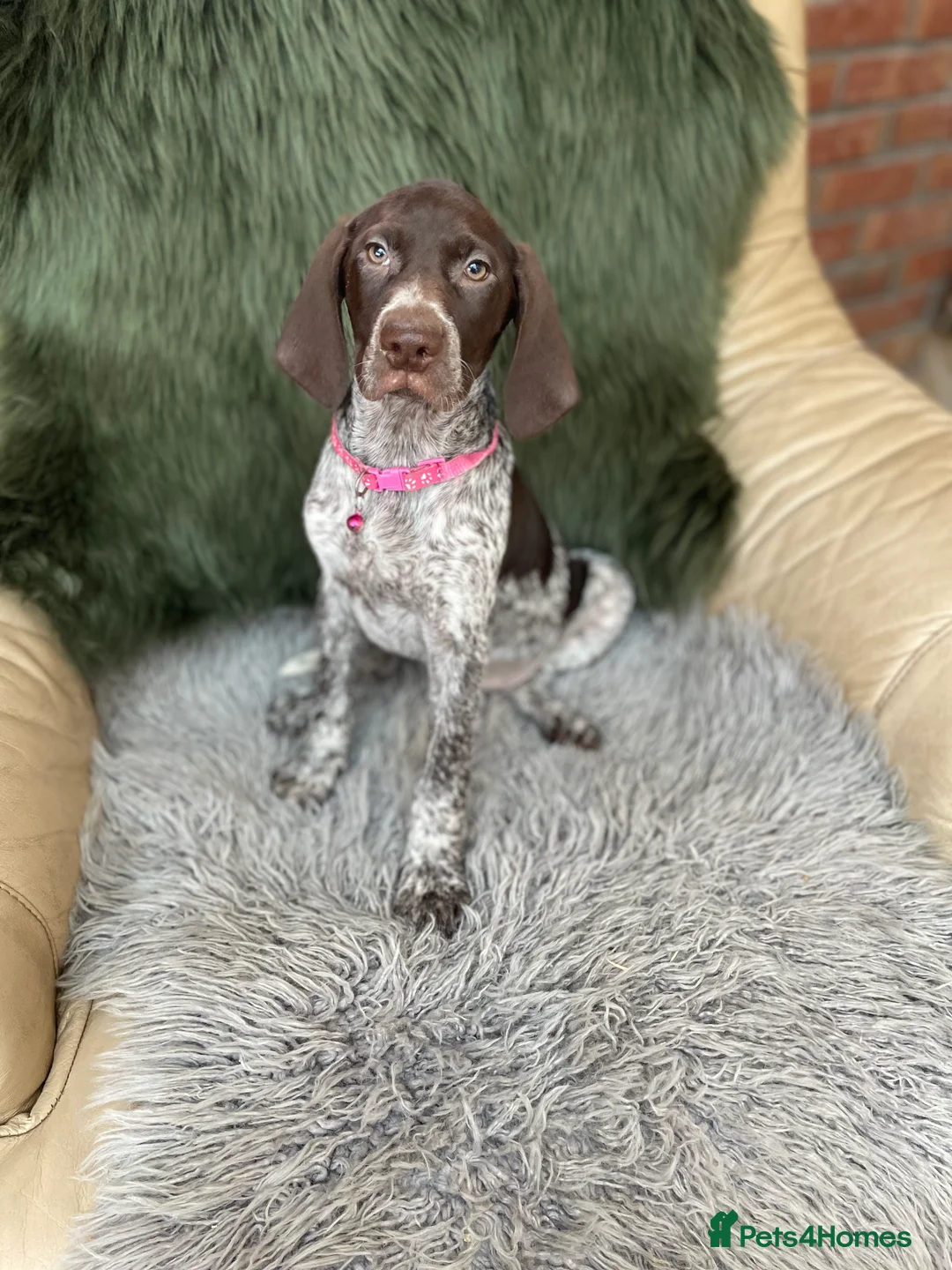 German Shorthaired Pointer dogs for sale: Kc German shorthaired pointer - Advert 2