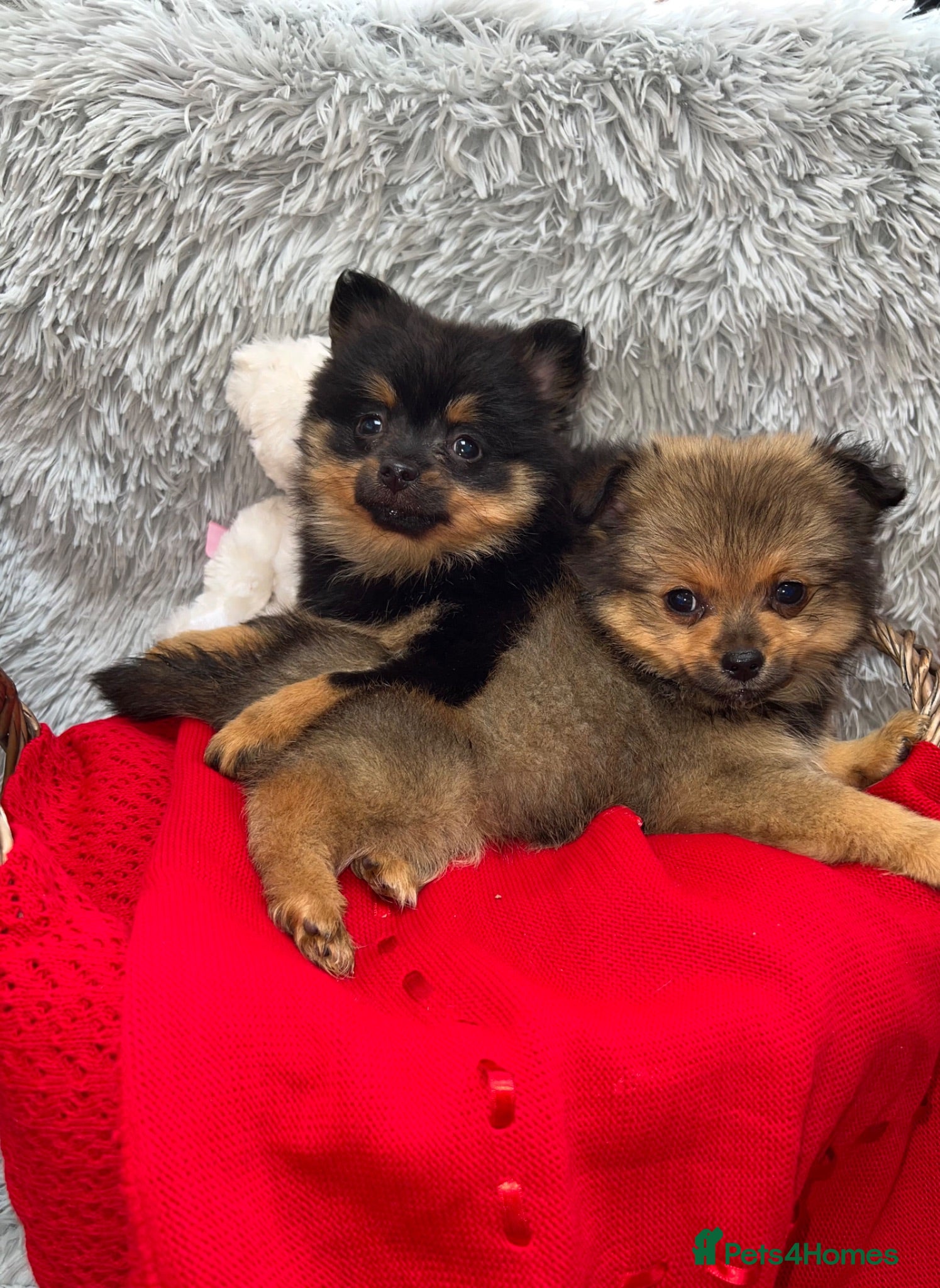Pomeranian dogs Beautiful  Pomeranian baby’s ready to leave - Advert 1