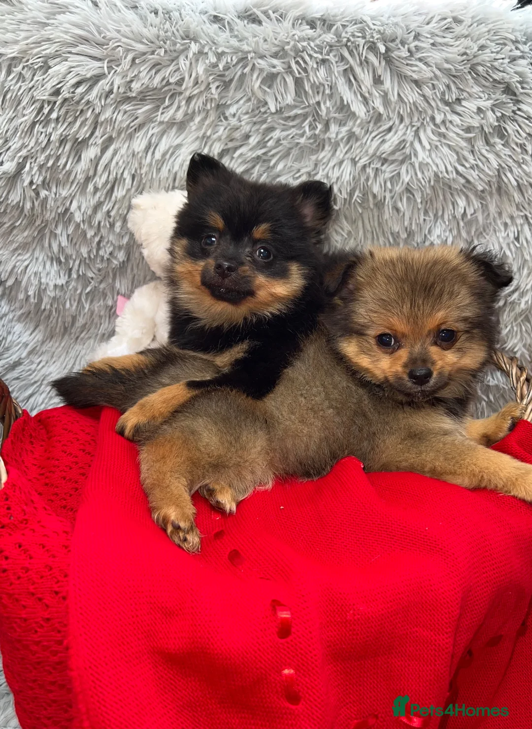 Pomeranian dogs for sale: Only two beautiful Pomeranian babies left - Advert 1