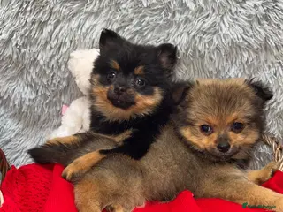 Pomeranian dogs Beautiful Pomeranian baby’s ready to leave - Advert 1