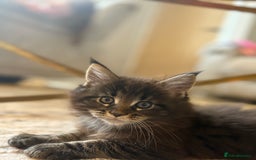 Maine Coon cats for sale: Beautiful Maincoon  - Image 4