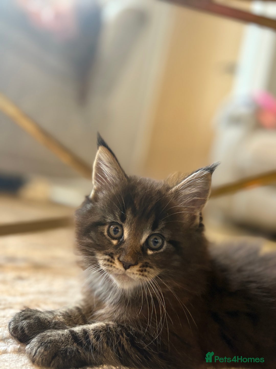 Maine Coon cats for sale: Beautiful Maincoon  - Image 4